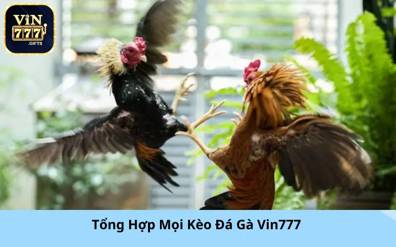 Tổng Hợp Mọi Kèo Đá Gà Vin777